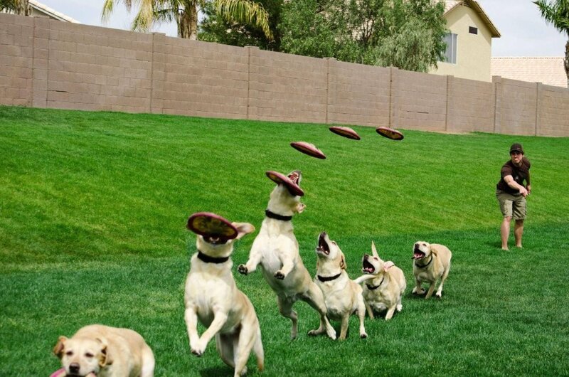 dogs catching frisbees in yard