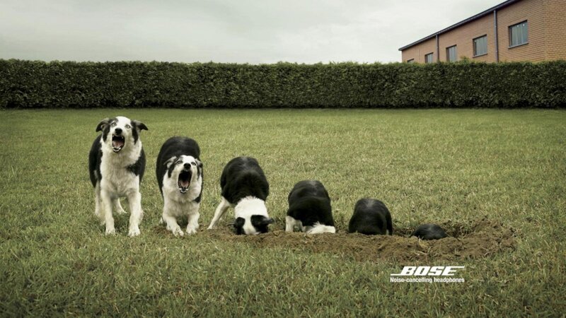 Dogs digging a hole