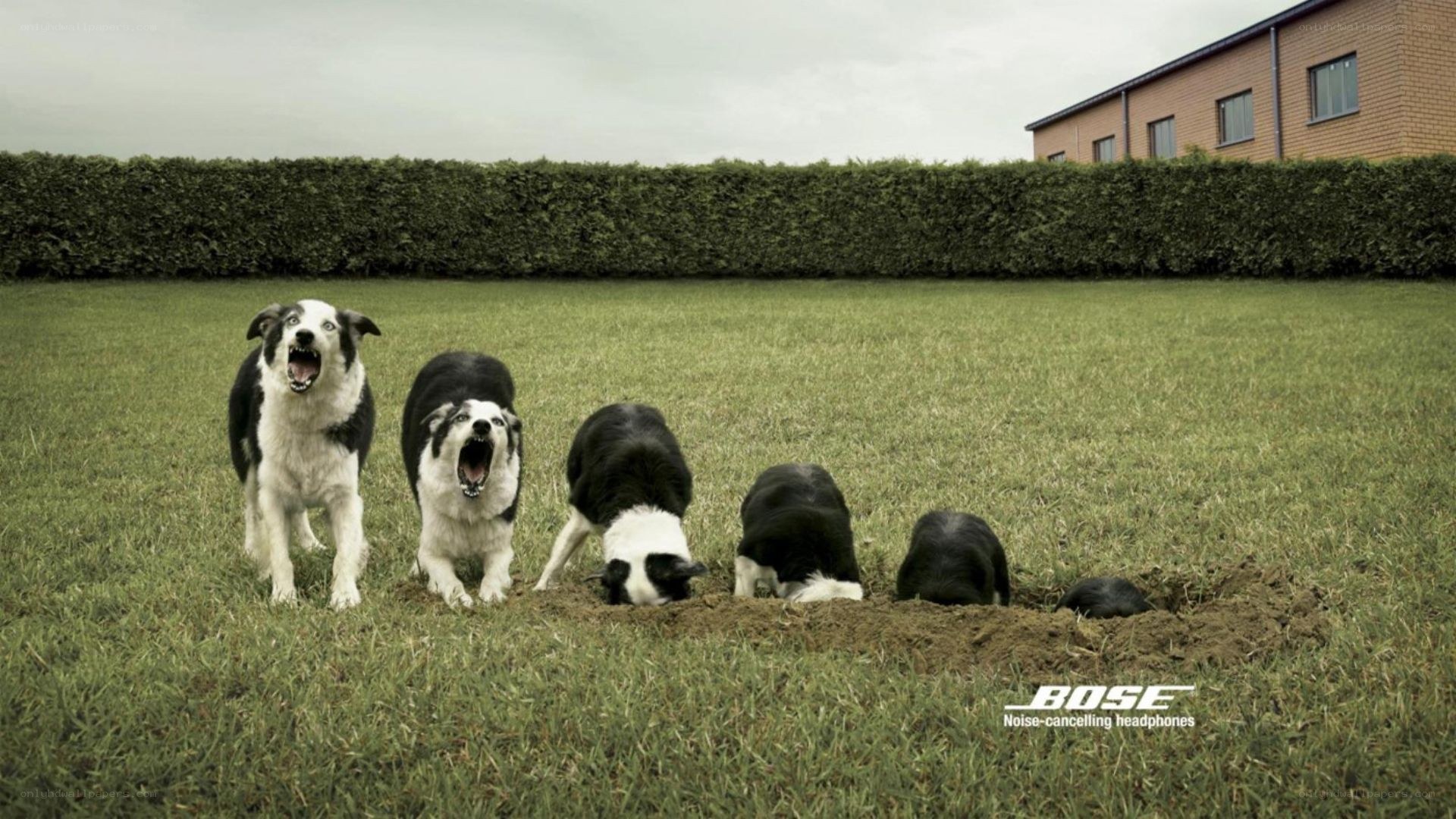 Dogs digging a hole