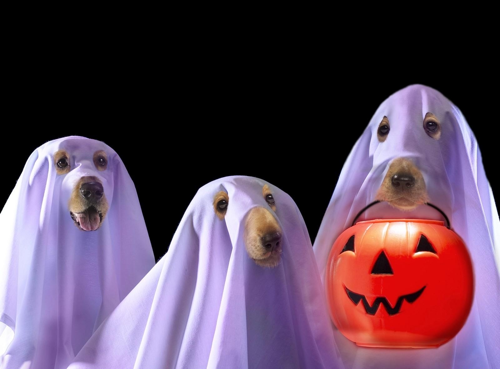 Dogs dressed as ghosts for Halloween