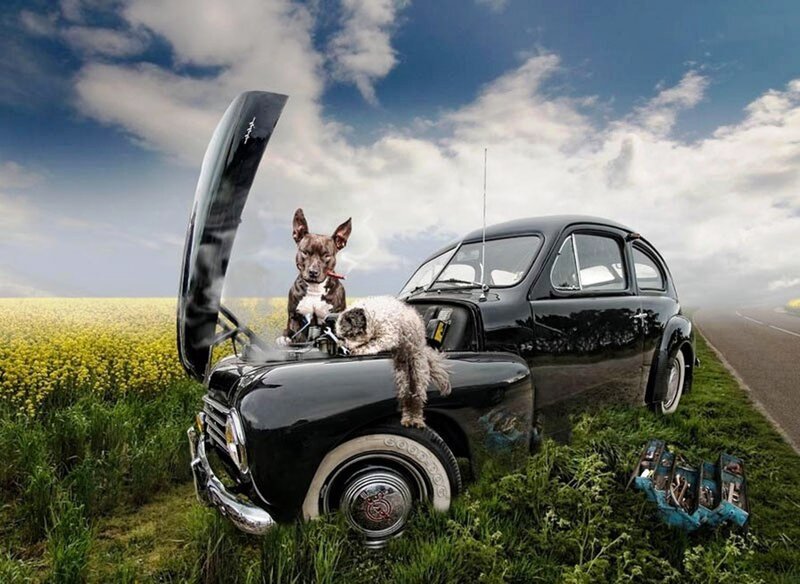 Dogs Fixing Car