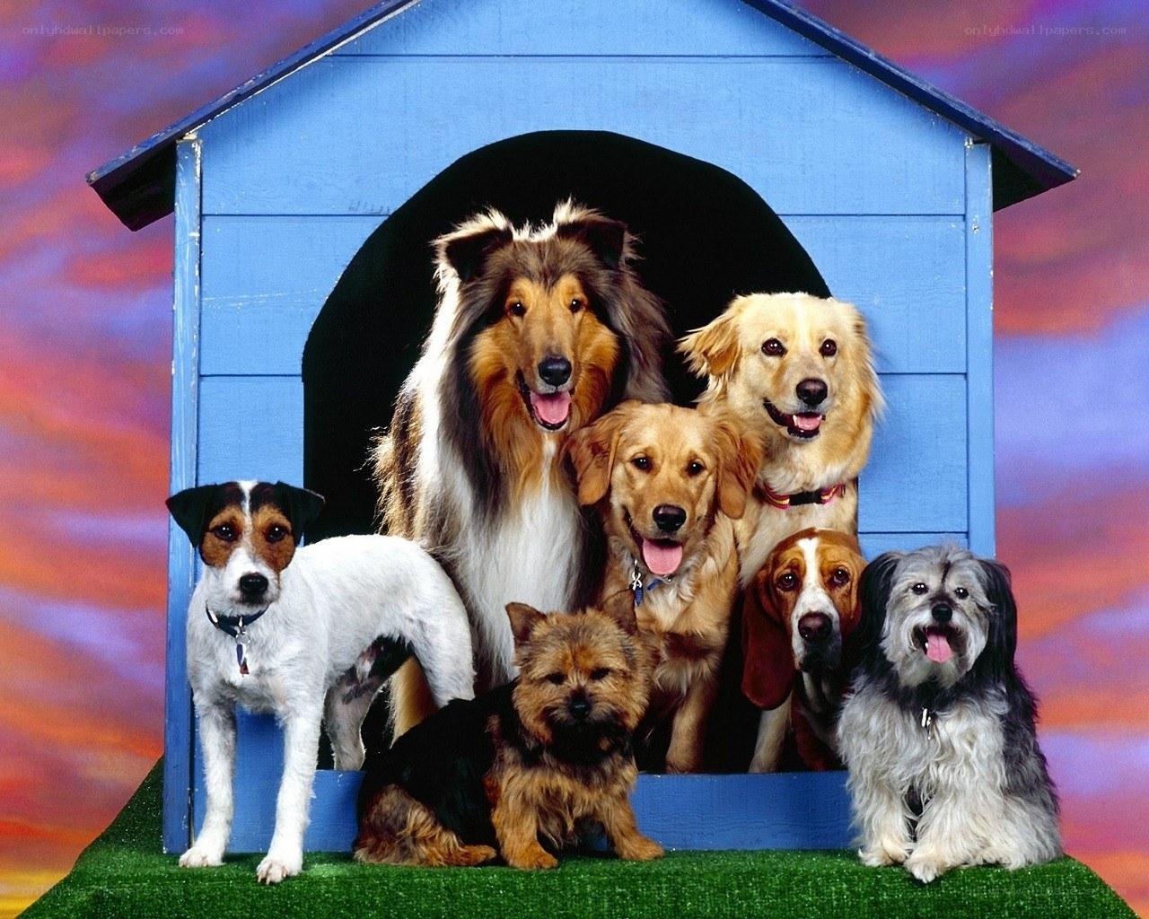 Dogs in a blue doghouse