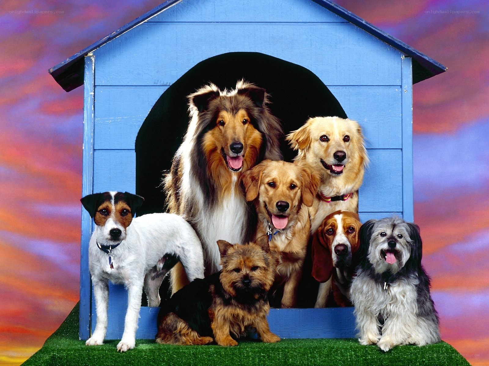 Dogs in a blue doghouse
