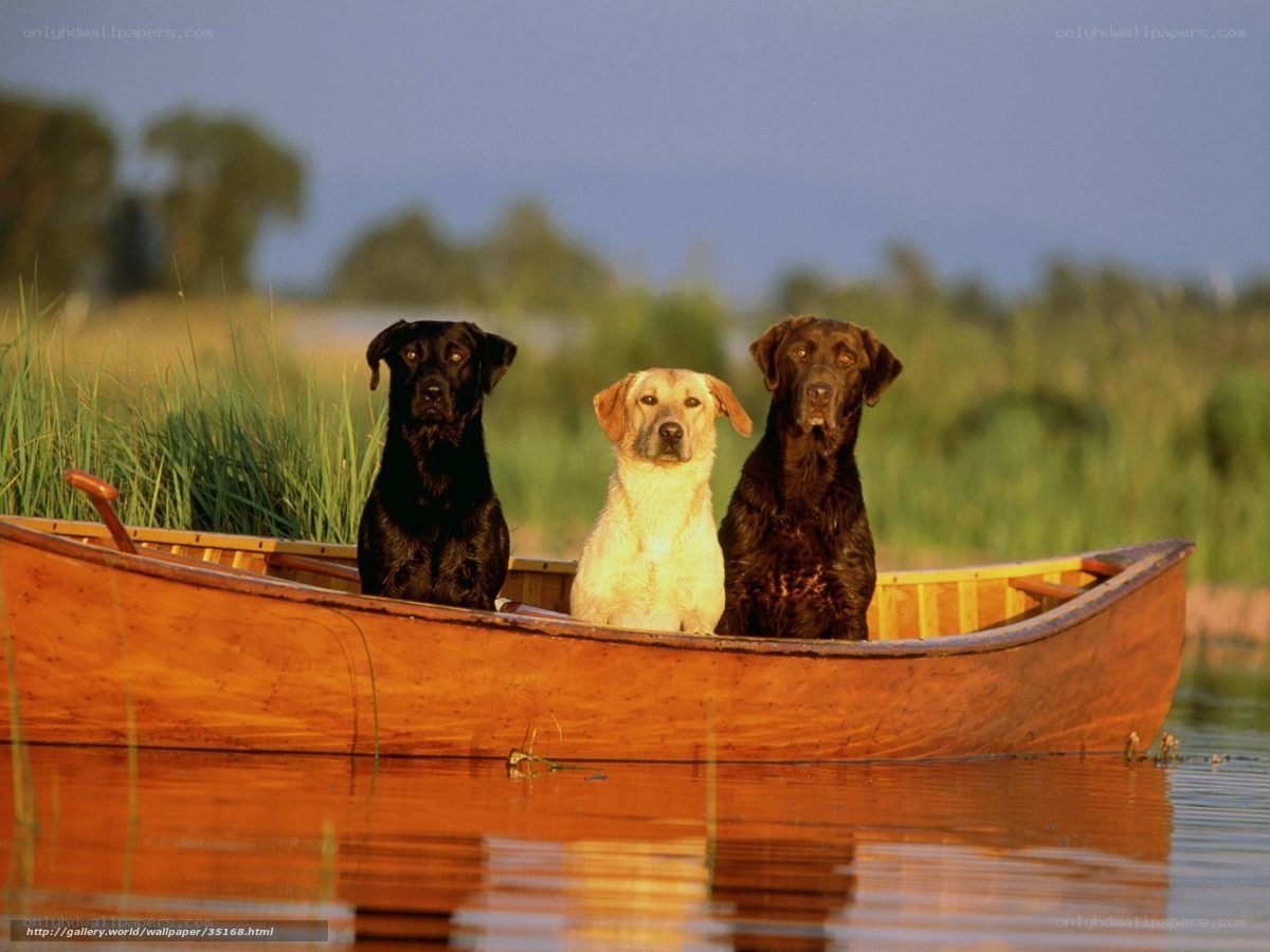 Dogs in a canoe on a lake