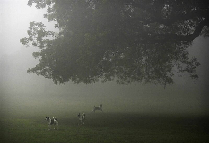 Dogs in a foggy park