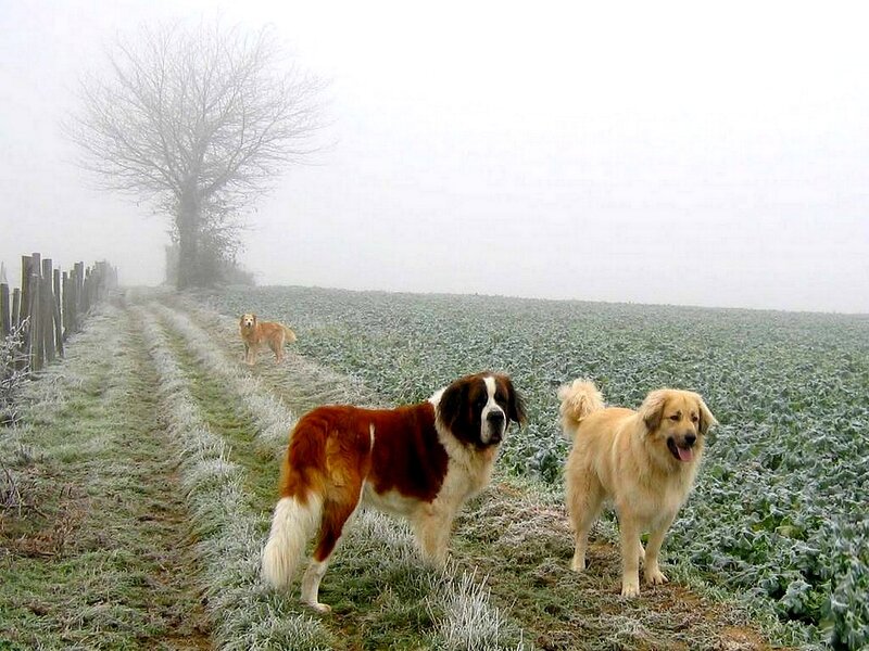 Dogs in a frosty field