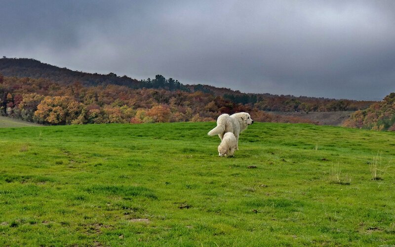 Dogs in a green field