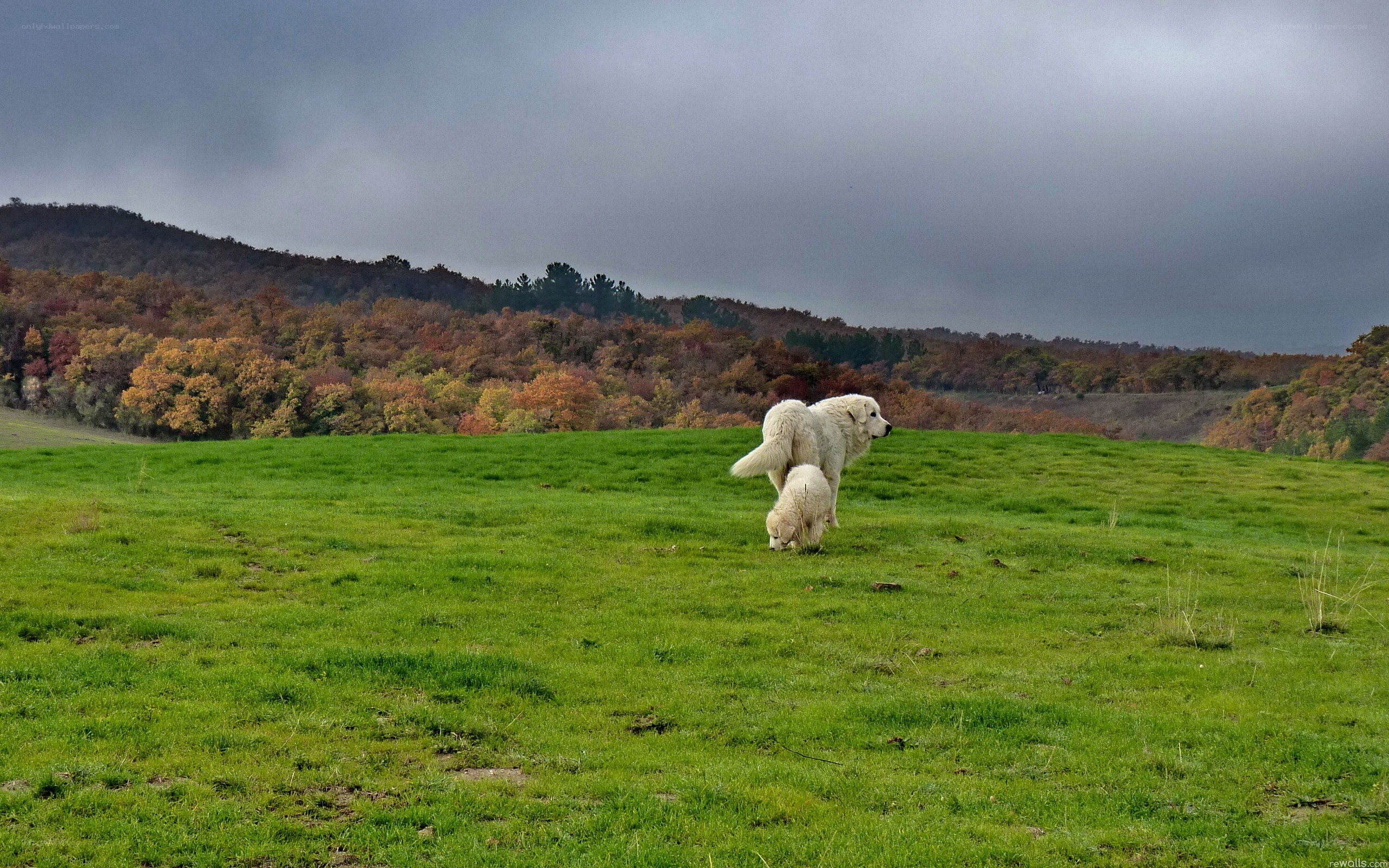 Dogs in a green field