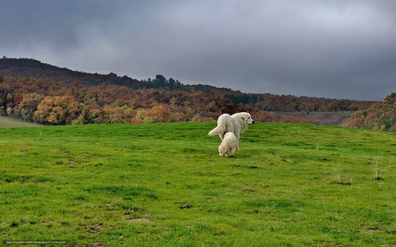 Dogs in a green field
