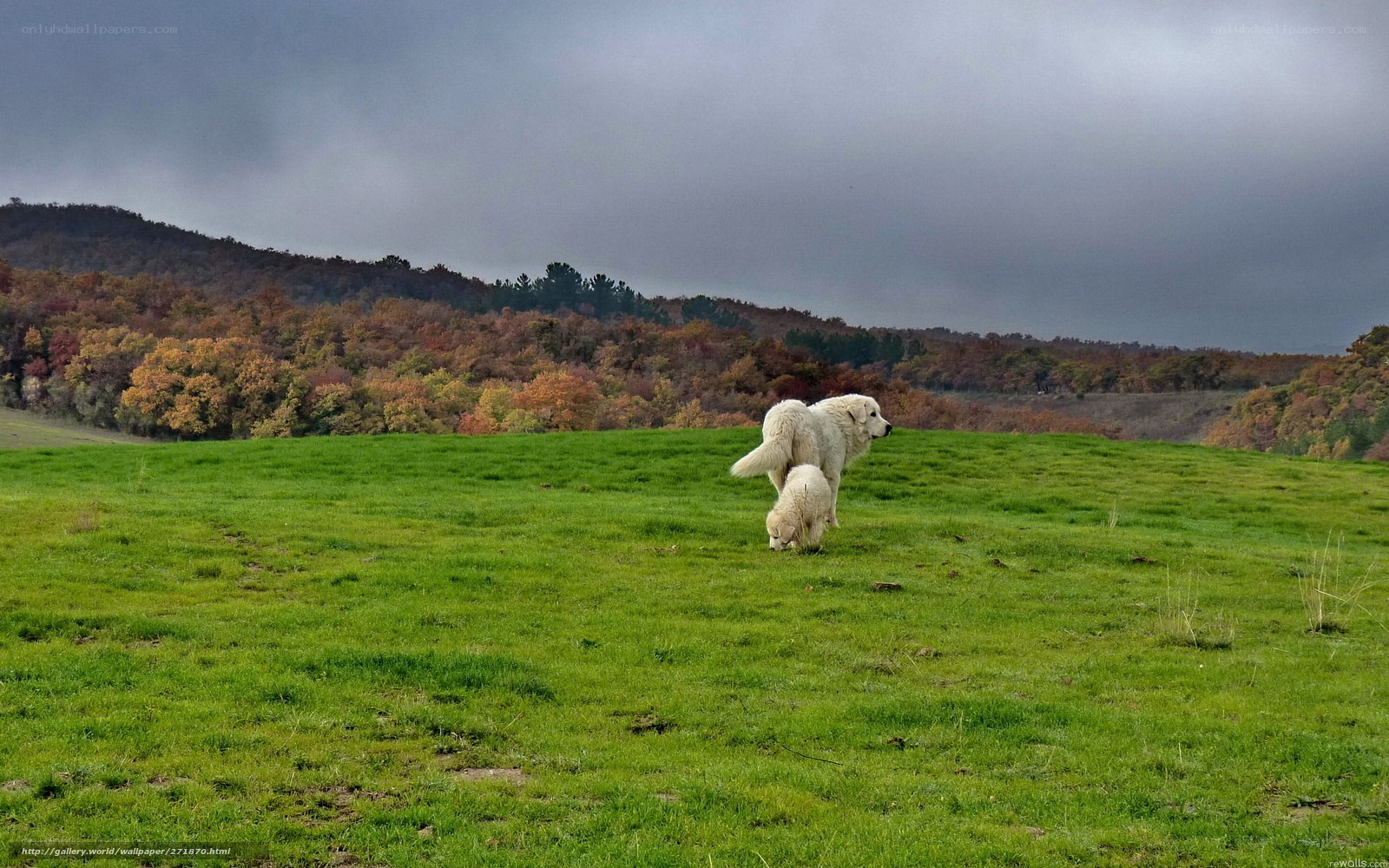 Dogs in a green field