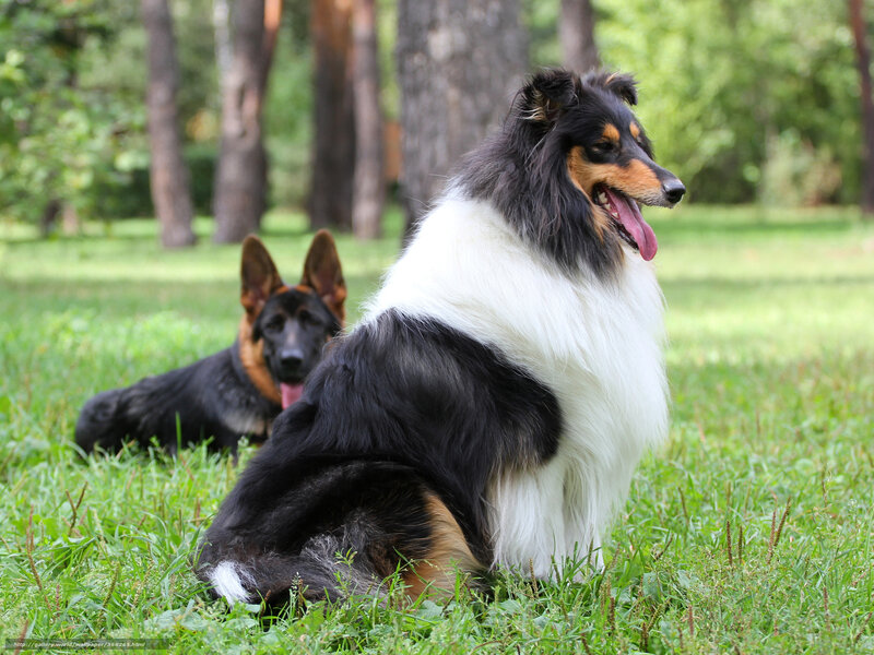 Dogs in a park