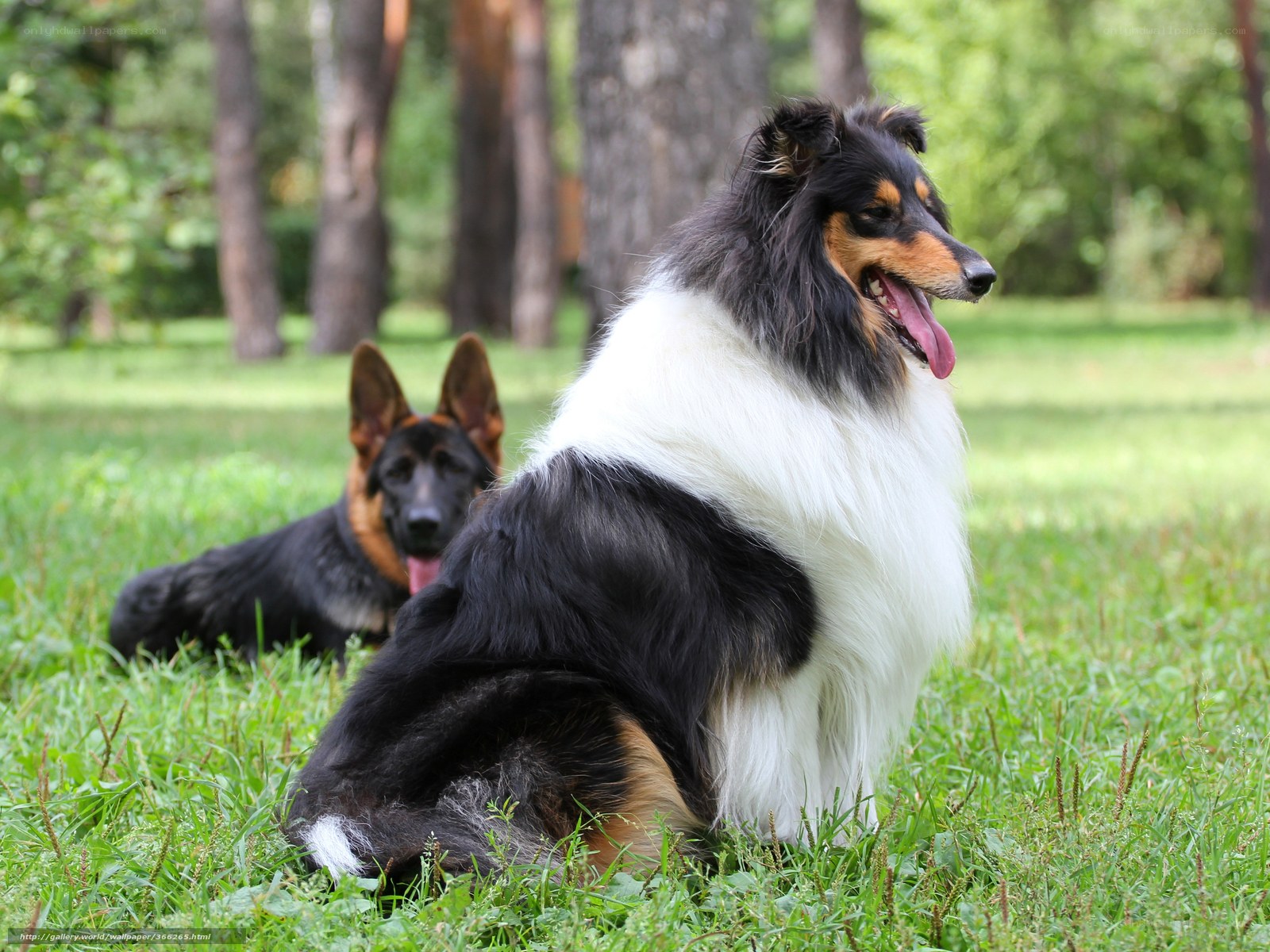 Dogs in a park
