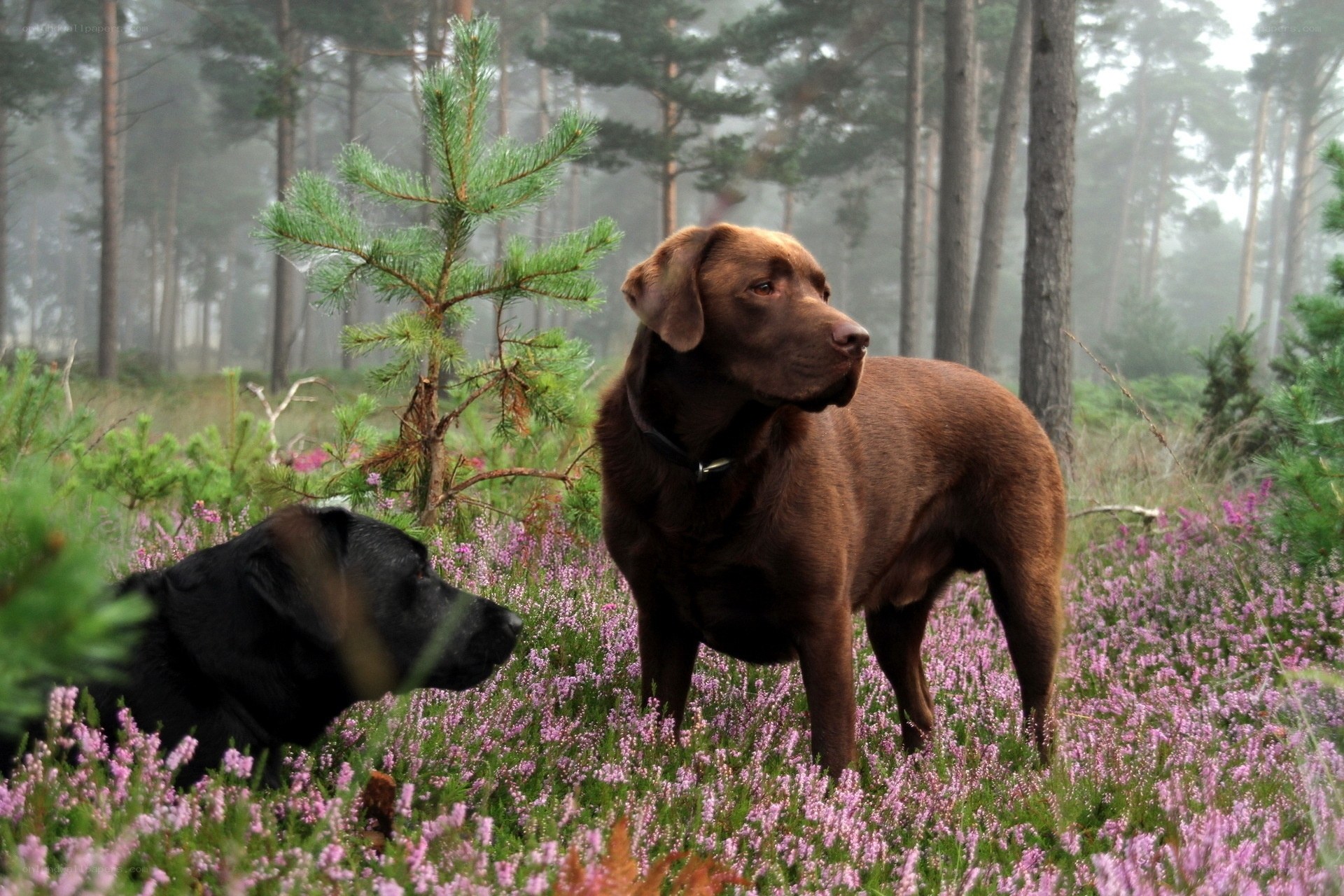 Dogs in a purple heather field
