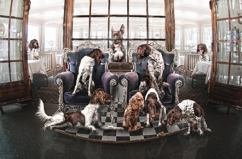 Dogs in a Restaurant