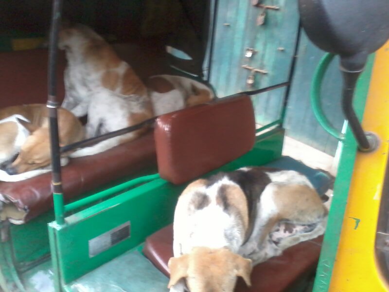 Dogs in Auto-rickshaw