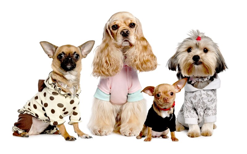 dogs in clothes on white background
