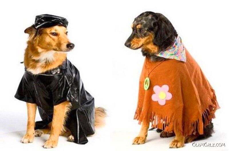 Dogs in costumes