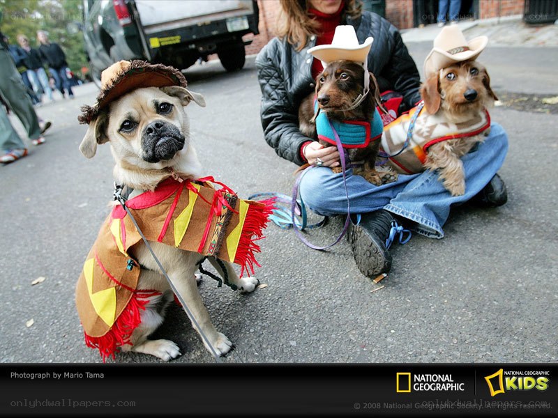Dogs in cowboy costumes
