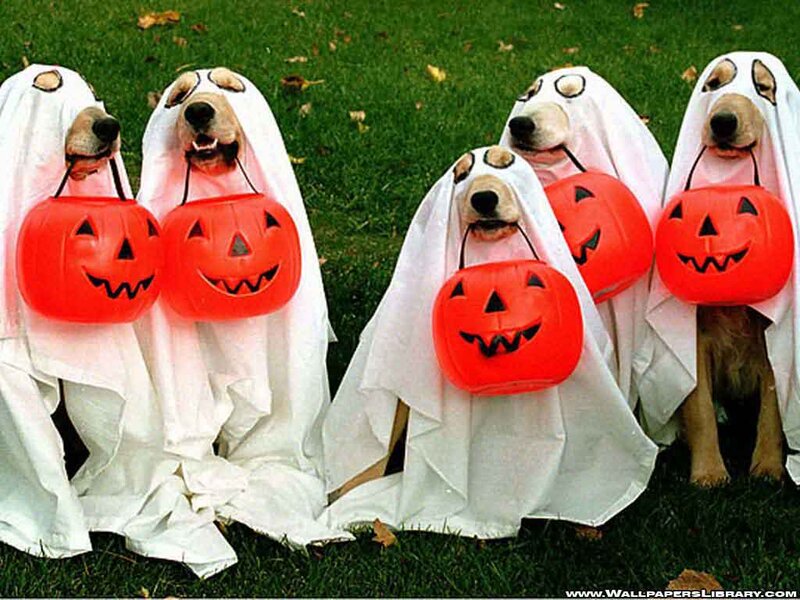 Dogs in Ghost Costumes — White, Playful