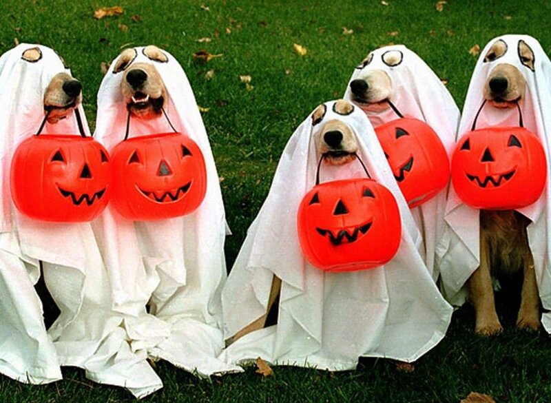 Dogs in Ghost Costumes — White