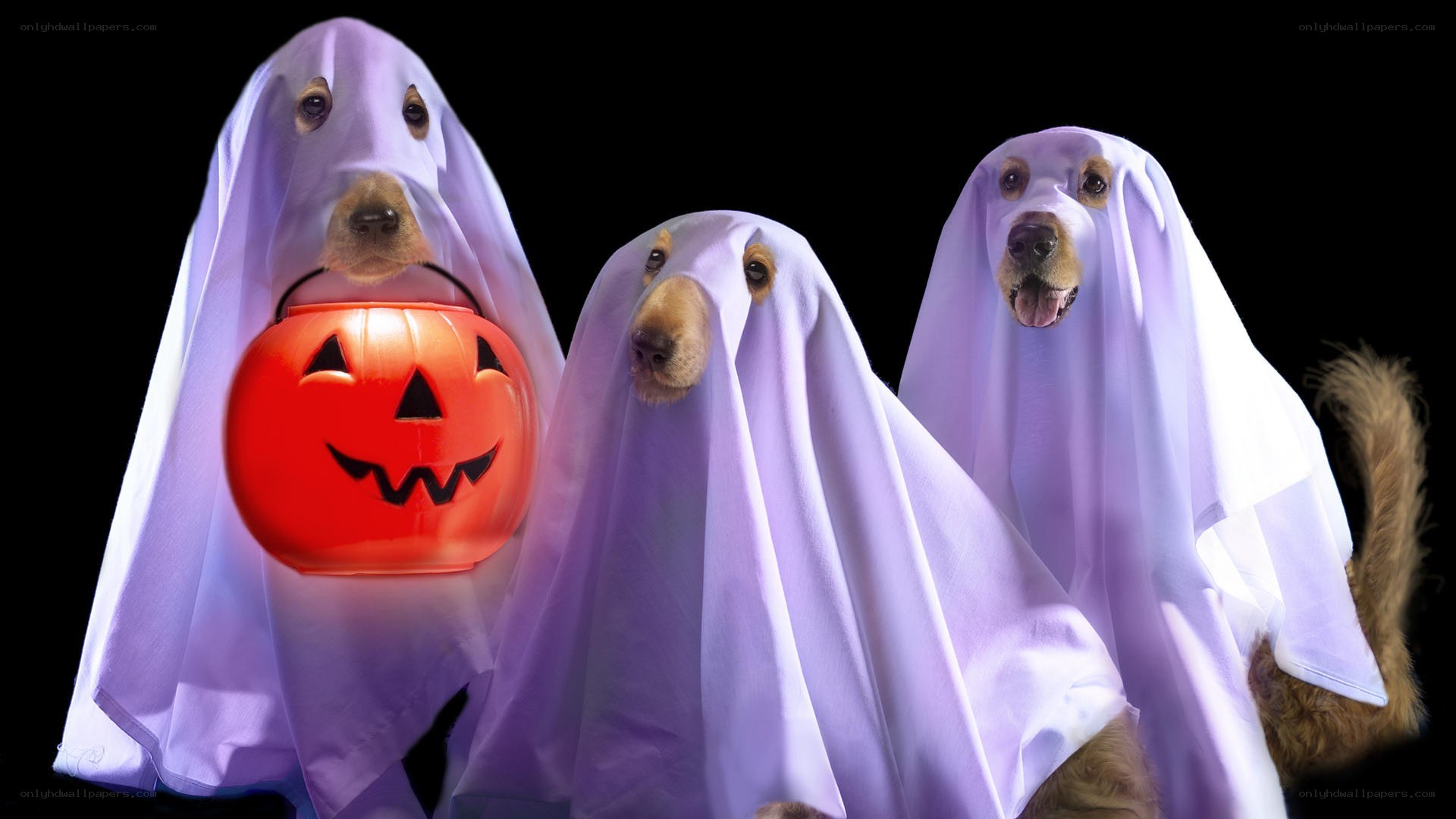 Dogs in ghost costumes