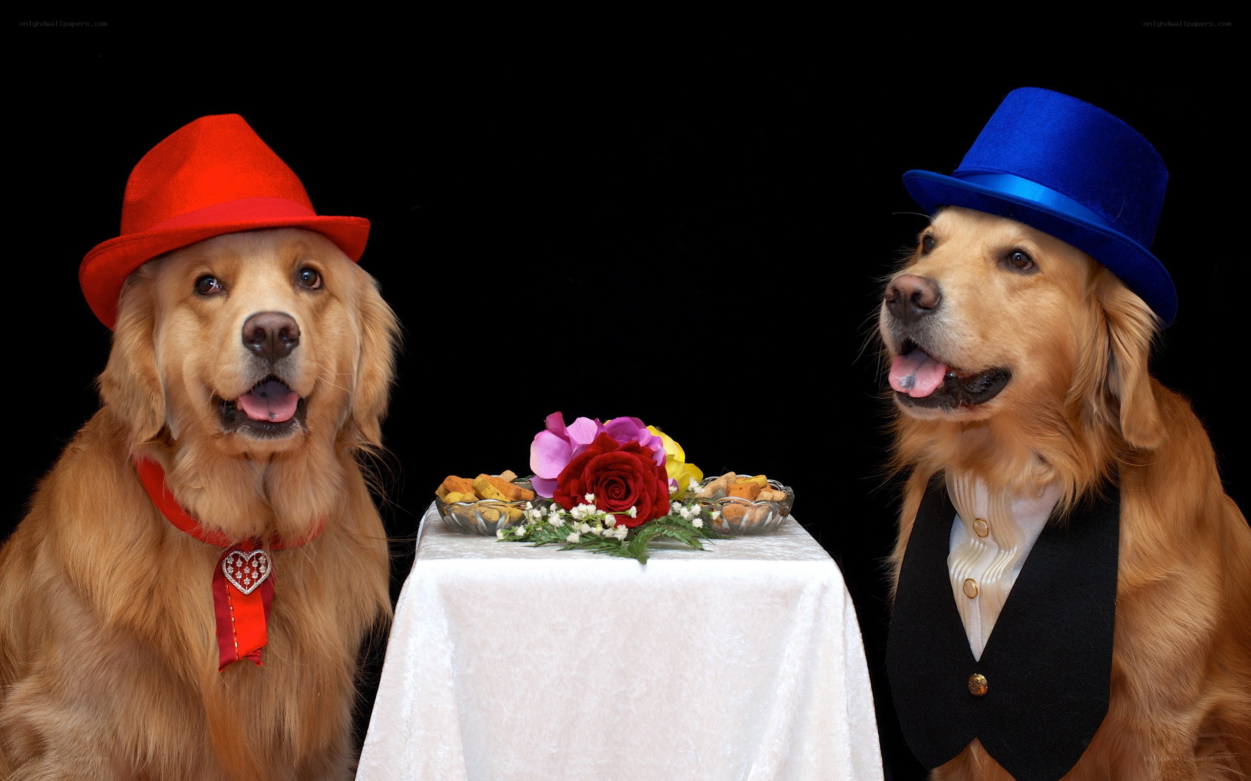 Dogs in hats at a table