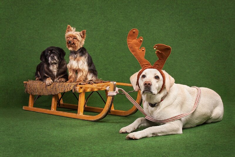 Dogs in Sleigh