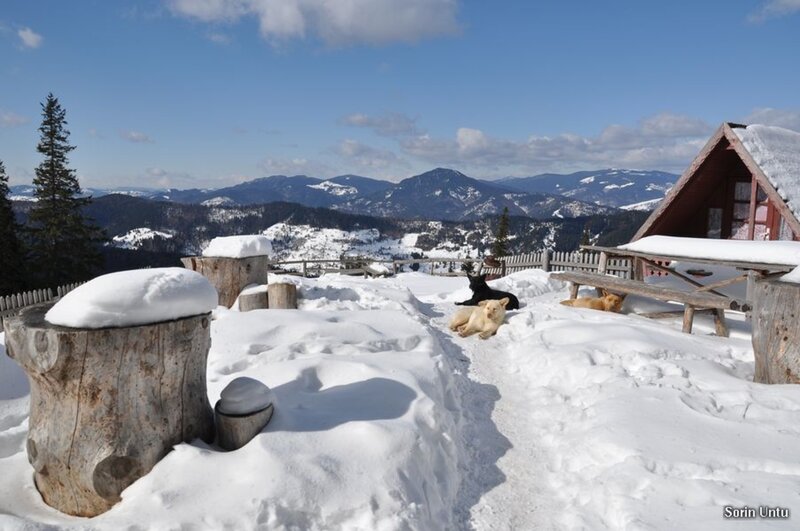 Dogs in Snow