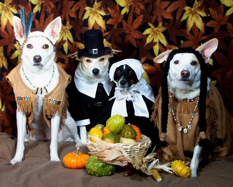 Dogs in Thanksgiving costumes