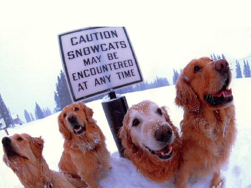 Dogs in the snow with a sign