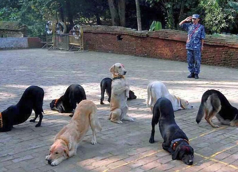 Dogs in training exercise