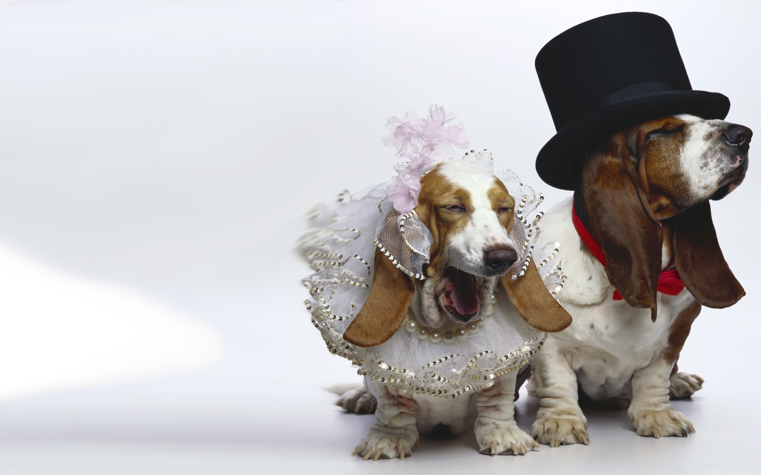 Dogs in wedding attire