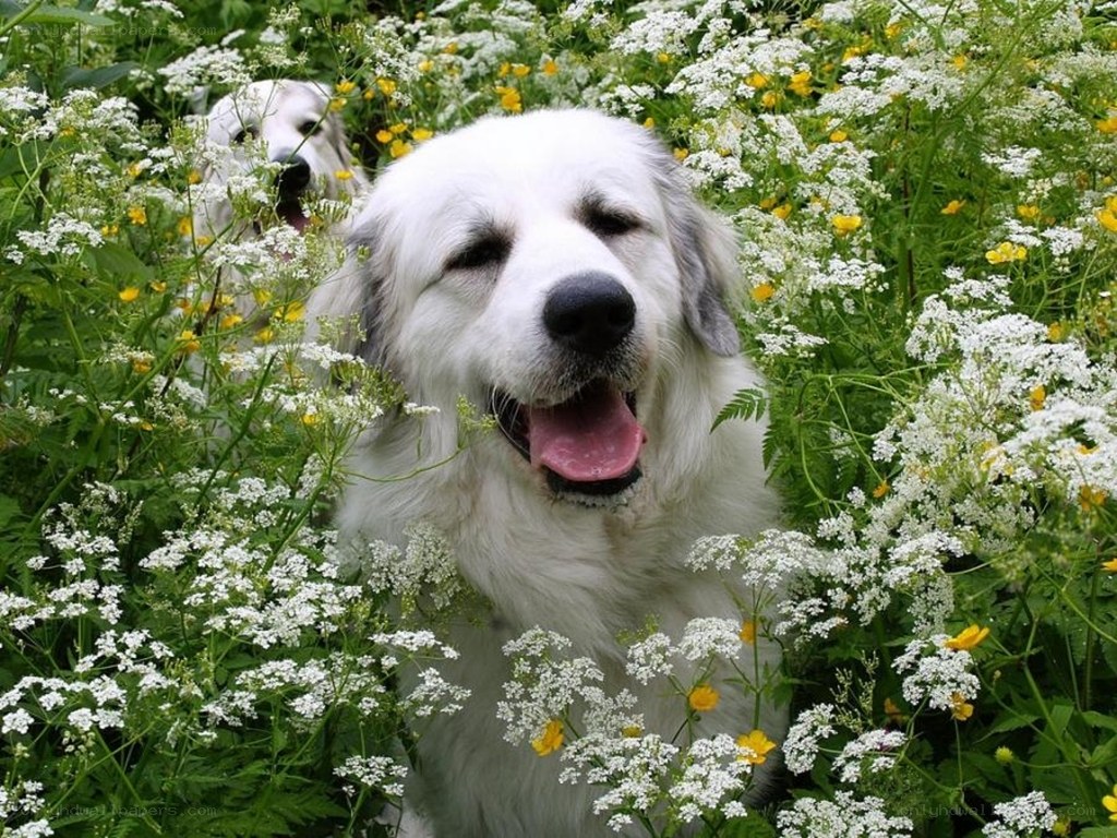 dogs in wildflowers