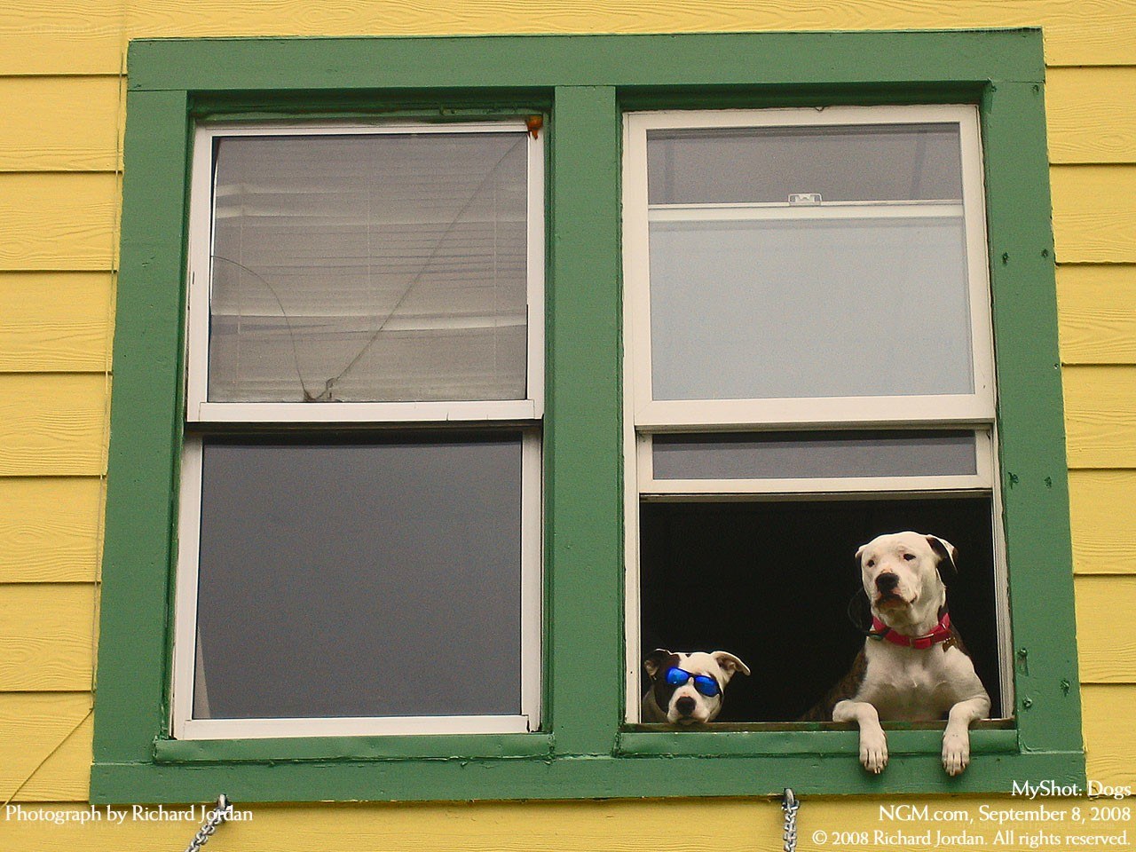Dogs in window with sunglasses