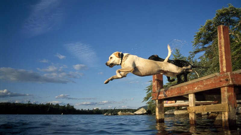 Dogs jumping into lake