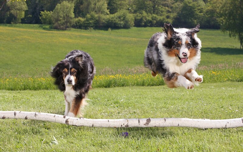 Dogs jumping over a log