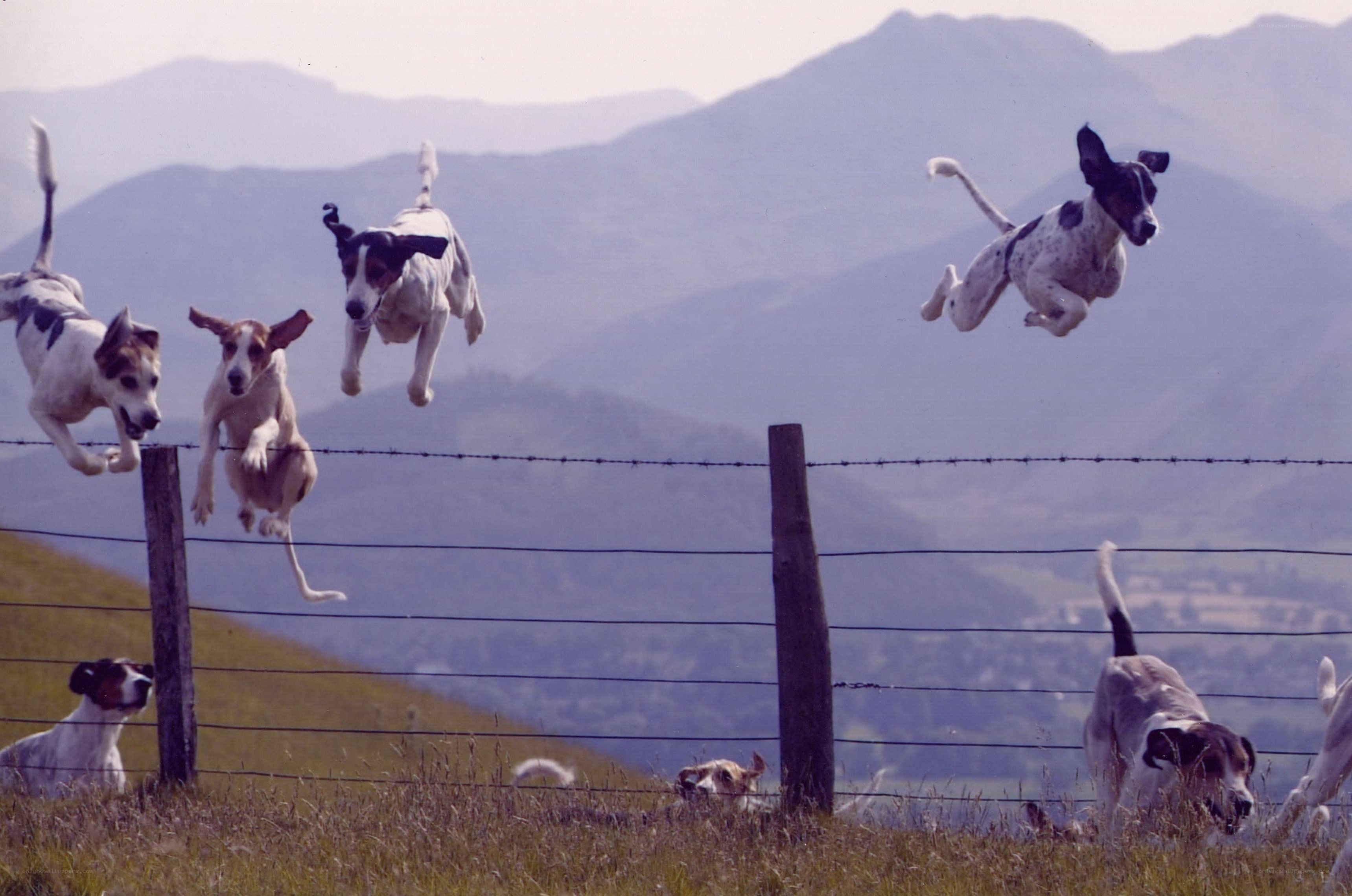 dogs jumping over fence