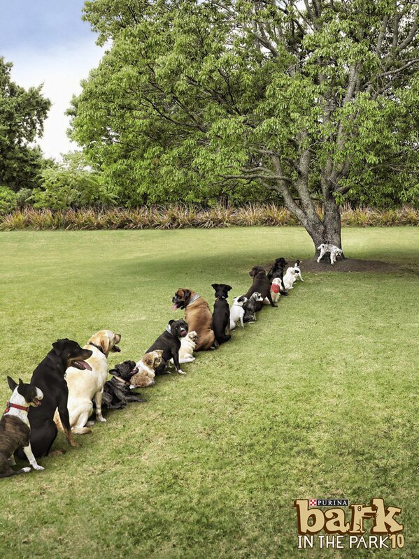 Dogs lined up in a park