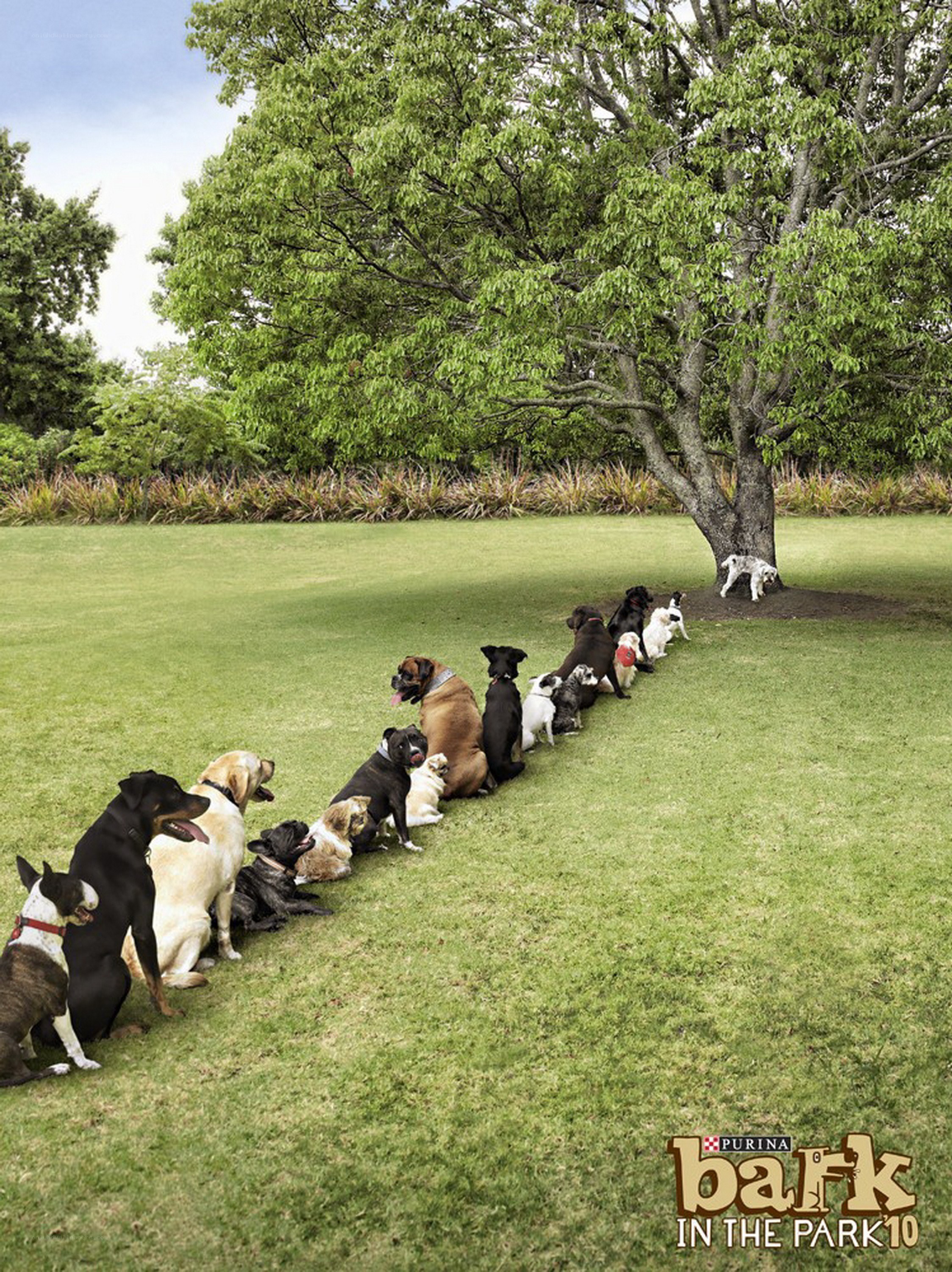 Dogs lined up in a park
