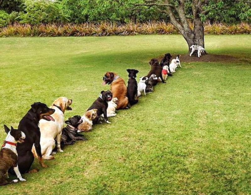 dogs lined up in a row