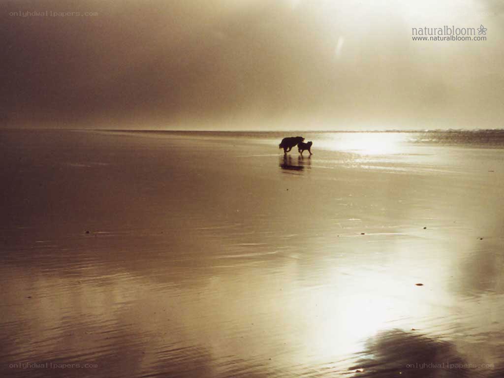 Dogs on a beach at sunset