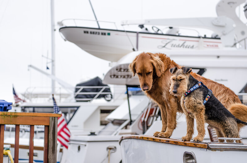 Dogs on a boat at the marina