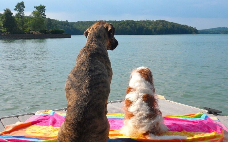 Dogs on a boat by the lake