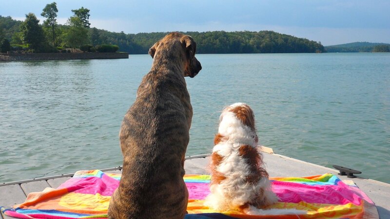 Dogs on a boat by the lake