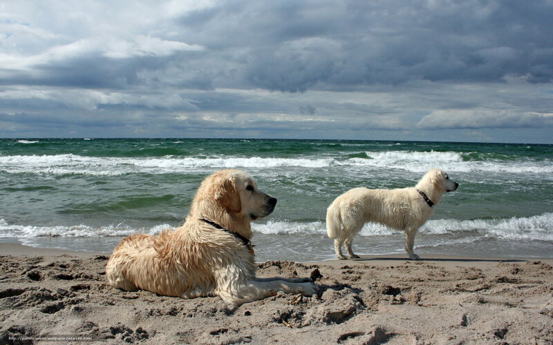 Dogs on a cloudy beach