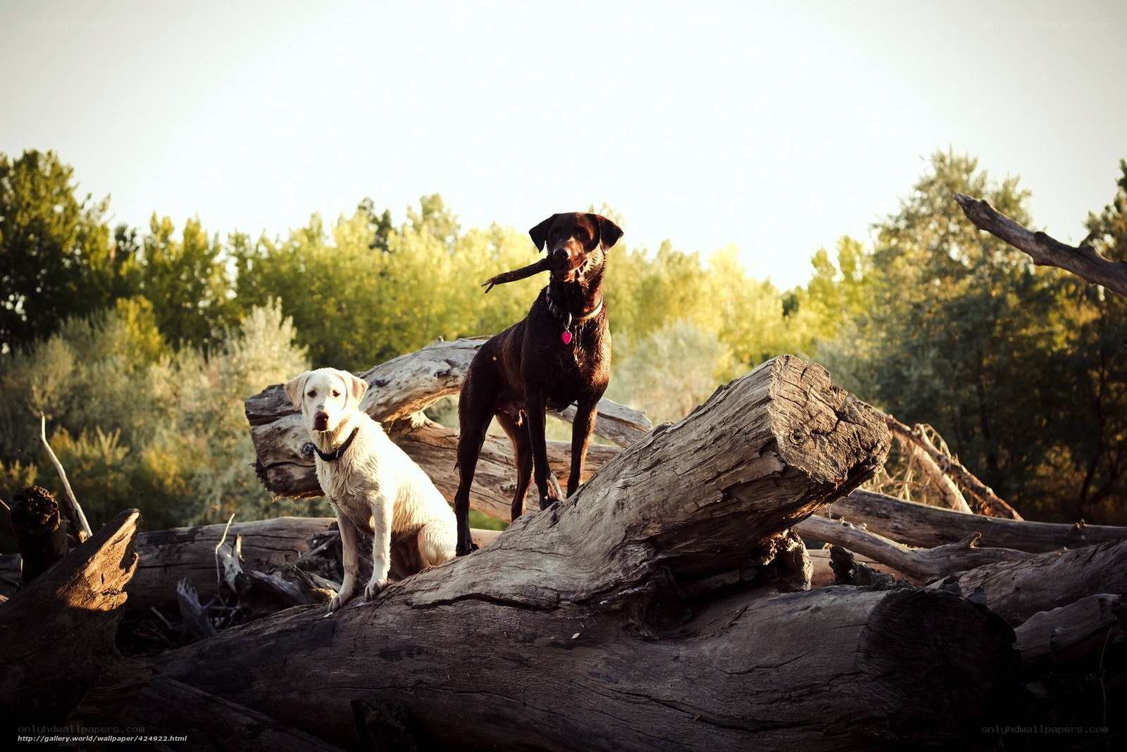 Dogs on a log pile
