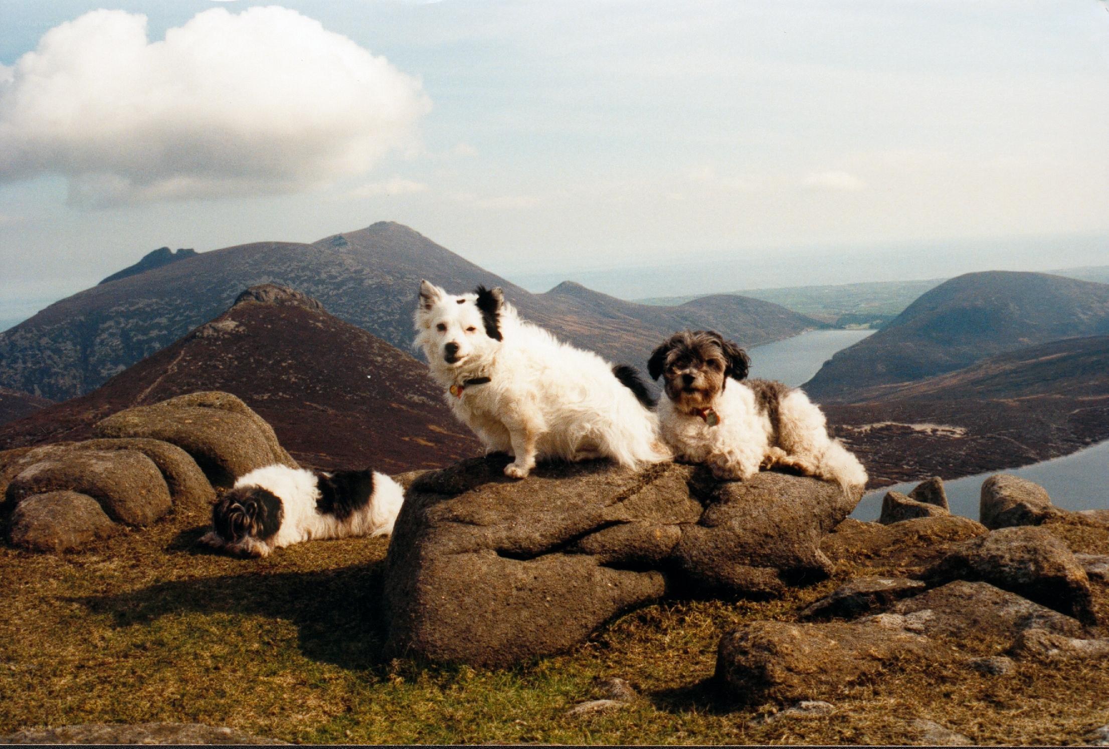 Dogs on a mountain summit