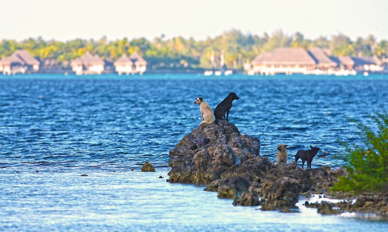 Dogs on a Rock
