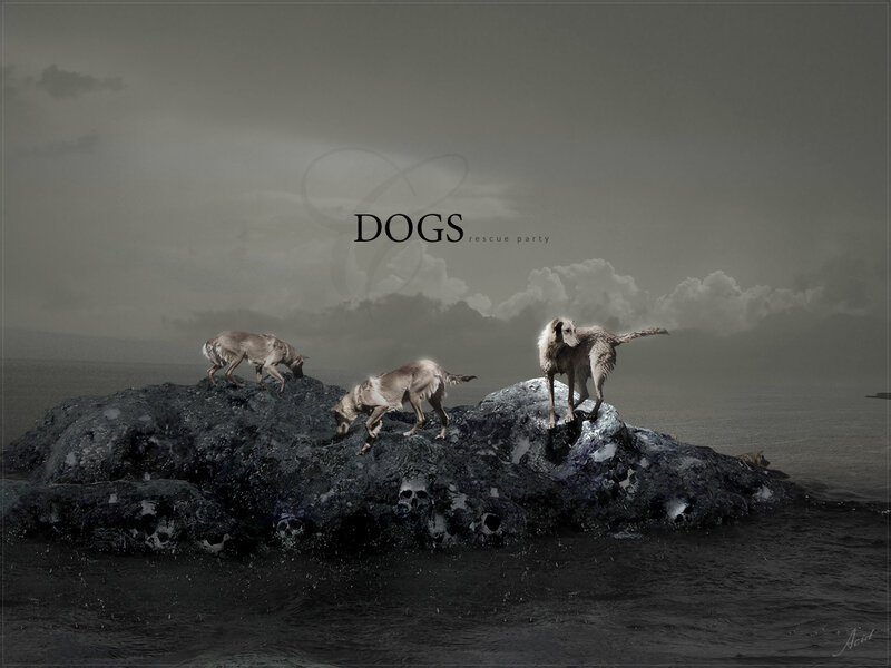 Dogs on a rocky island