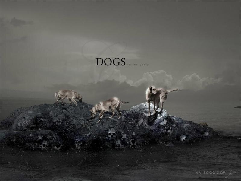 Dogs on a rocky island